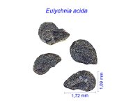 Eulychnia acida AL.jpg 1.jpg
